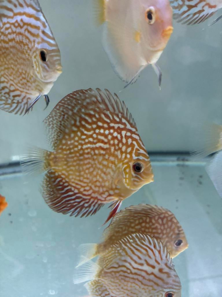 Discus turquoise galaxy, Vis