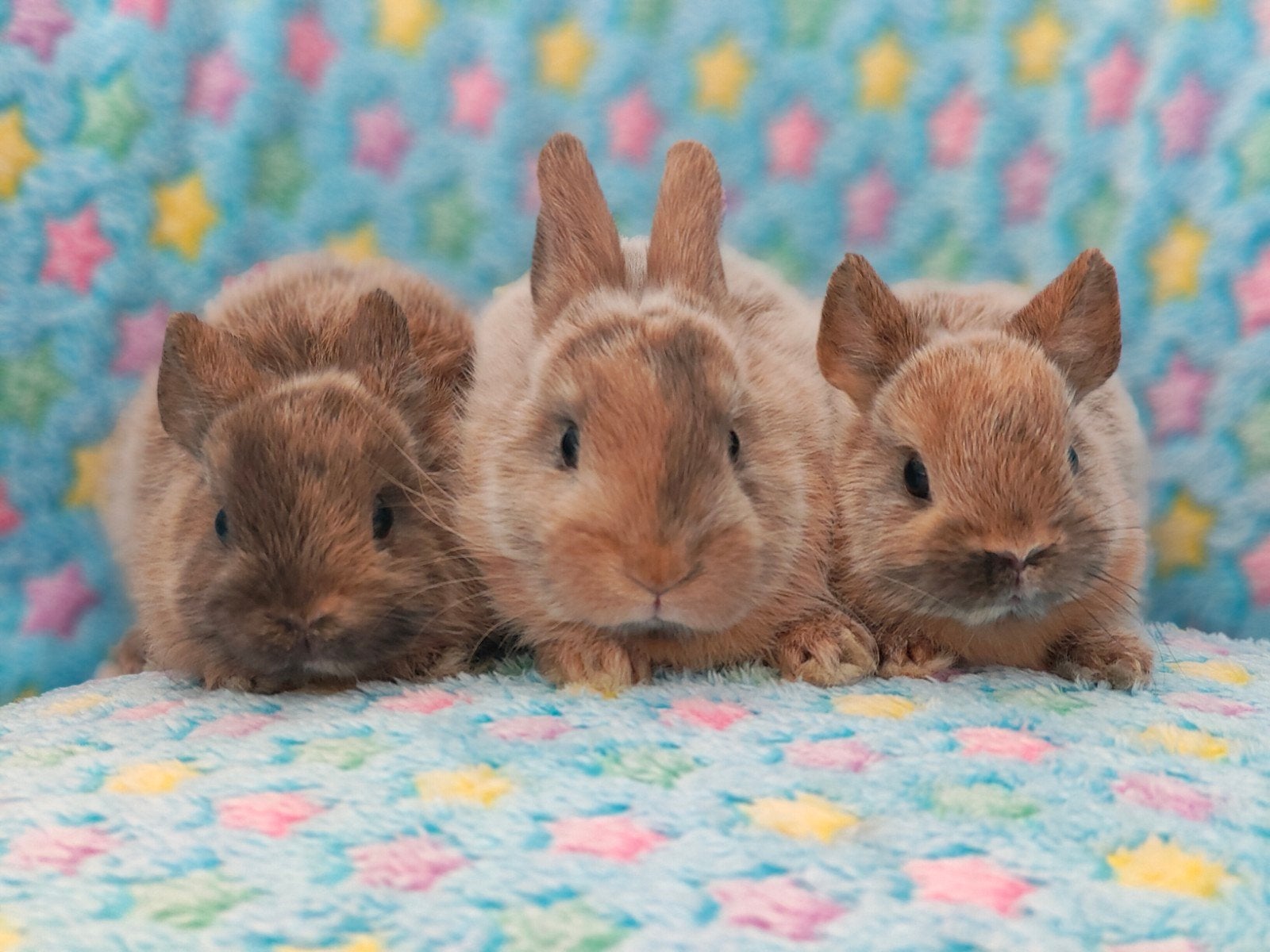 3 kleurdwerg, loffelohr dwergkonijntjes, Dieren en Toebehoren, Meerdere dieren, Dwerg