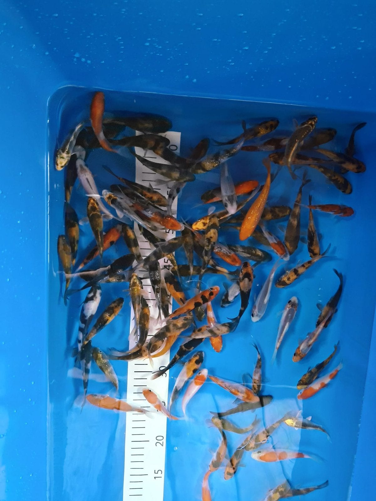Japanse koi, Dieren en Toebehoren, Karper of Koi