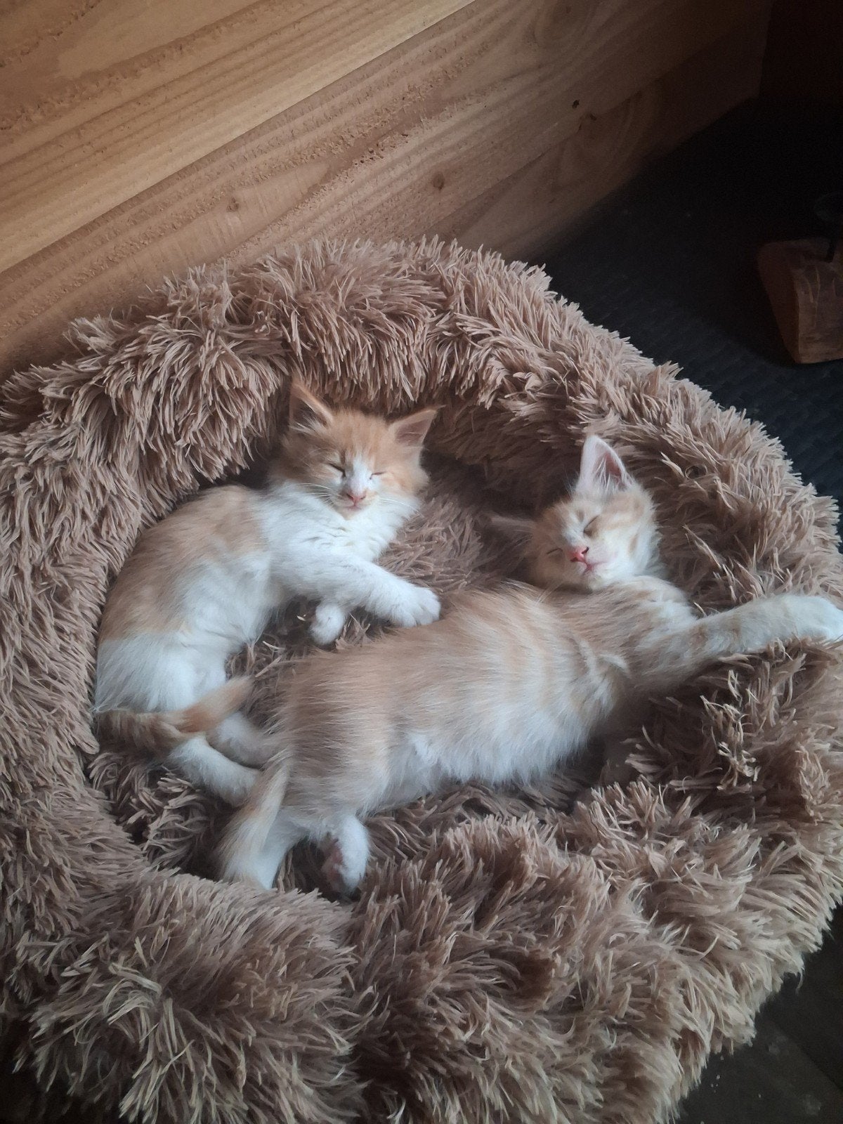 Super mooie Maincoon/Noorse Boskat kittens, Dieren en Toebehoren, Katten en Kittens | Overige Katten, Meerdere dieren, Langharig