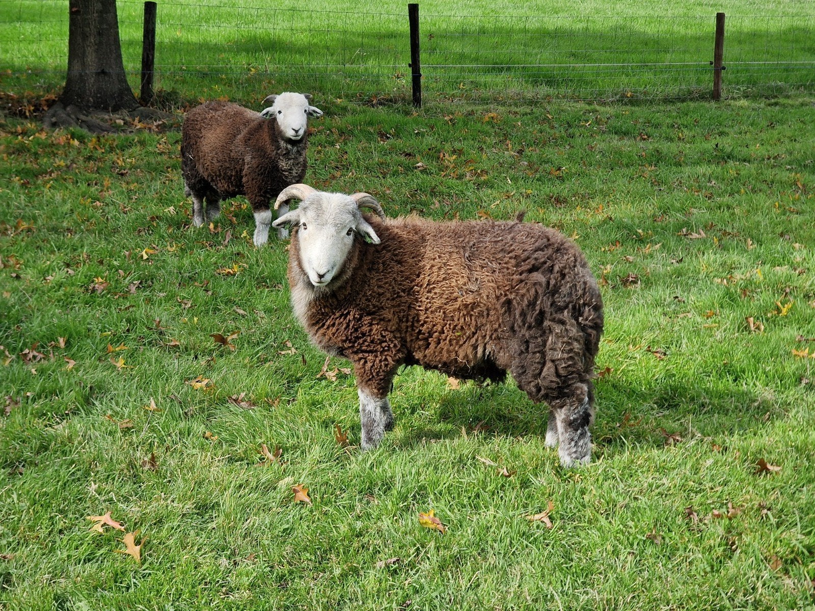 3 herdwick rammen