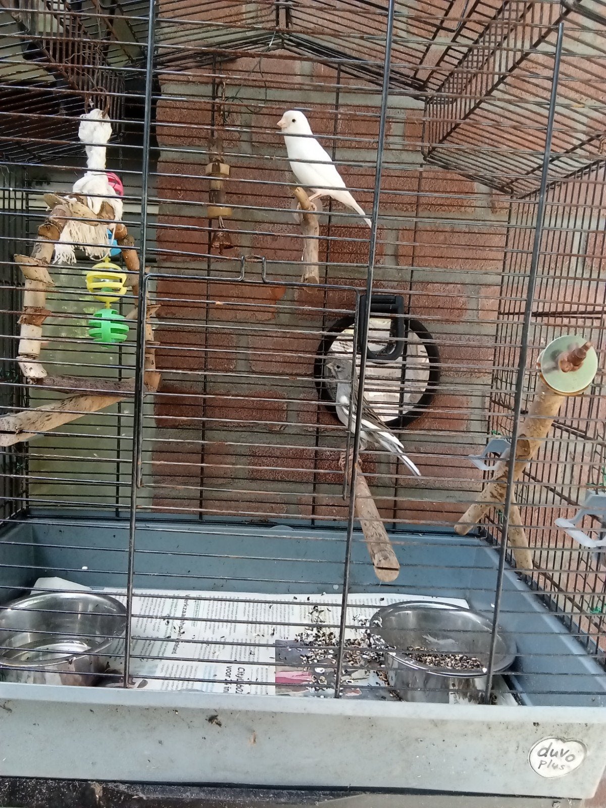 Spaanse kanaries wit en bont grijs, Dieren en Toebehoren, Vogels | Parkieten en Papegaaien, Mannelijk, Parkiet, Geringd