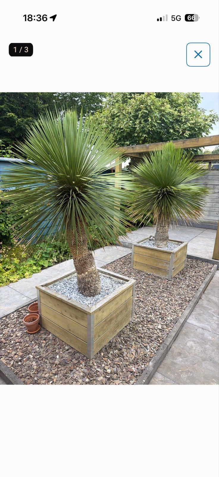 Twee schitterende Yucca palmbomen in houten bakken, Tuin en Terras, Volle zon, Vaste plant, Bloeit niet, Ophalen