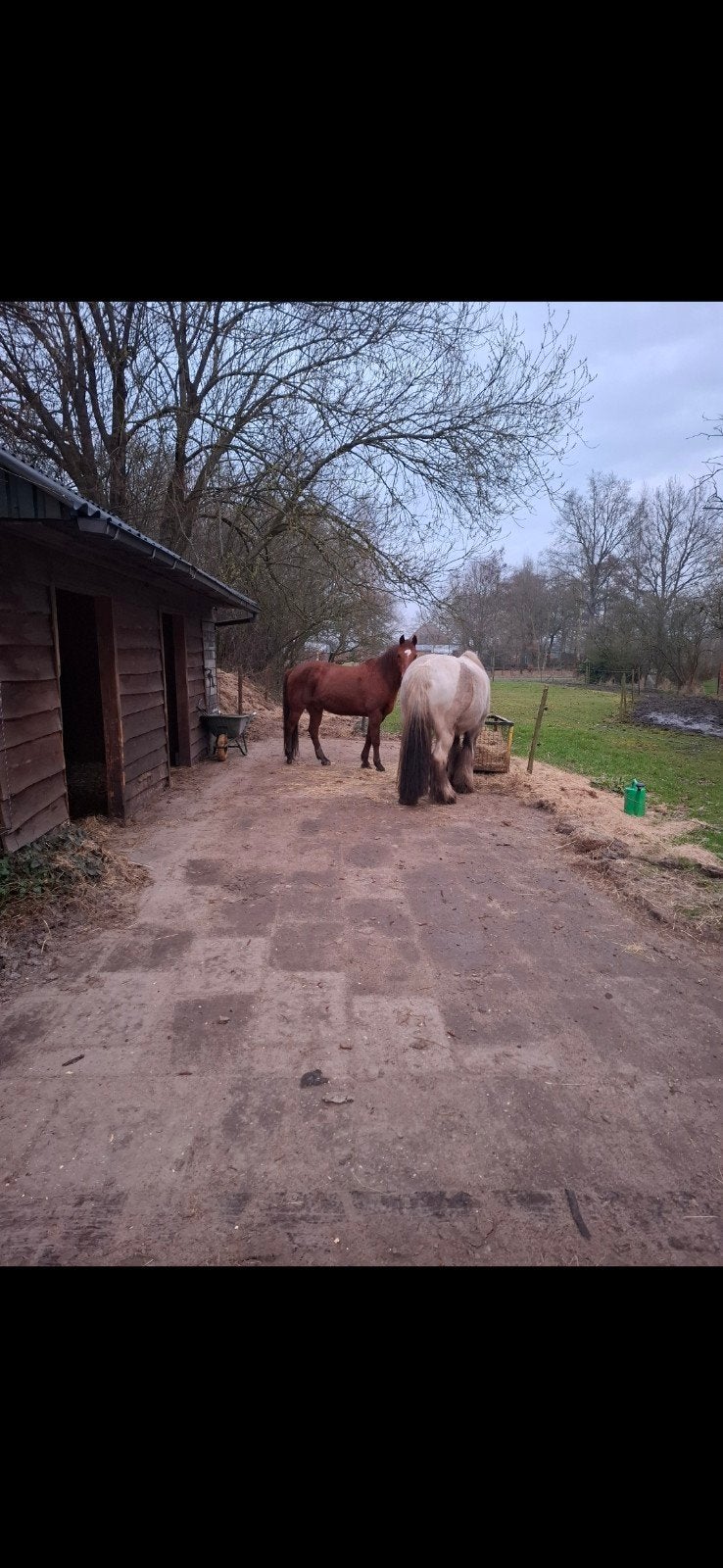Gezocht: pony of paard voor buitenritten, Ophalen of Verzenden, Cob