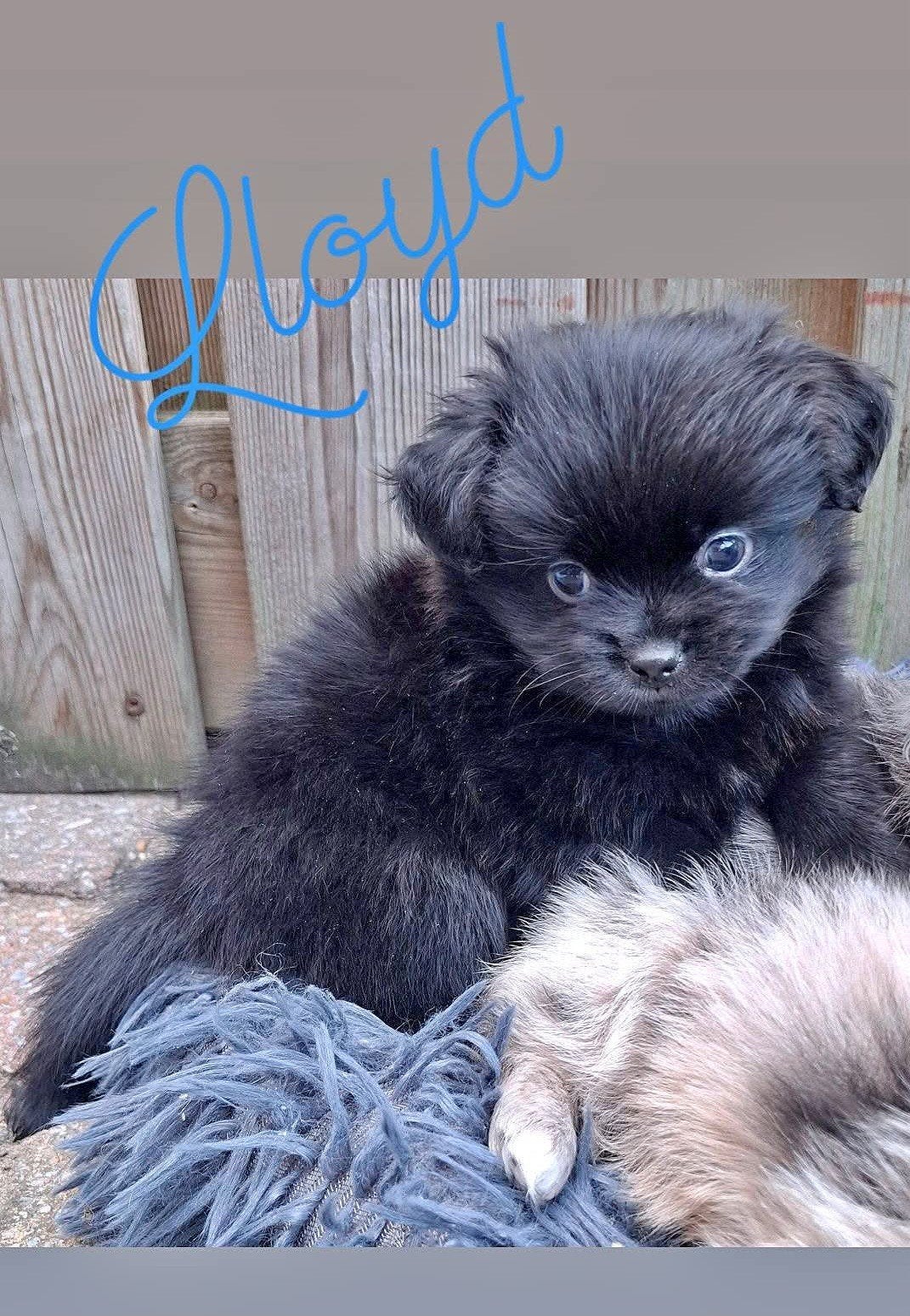 prachtige unieke Shiranian (F1) pups (Shih Tzu x Pomeriaan), Dieren en Toebehoren, Honden | Chihuahua's en Gezelschapshonden, Overige rassen