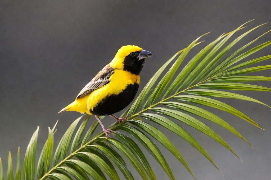 Gezocht: Kleine Napoleonwever man, Dieren en Toebehoren, Vogels | Overige Vogels, Mannelijk, Tropenvogel, Geringd