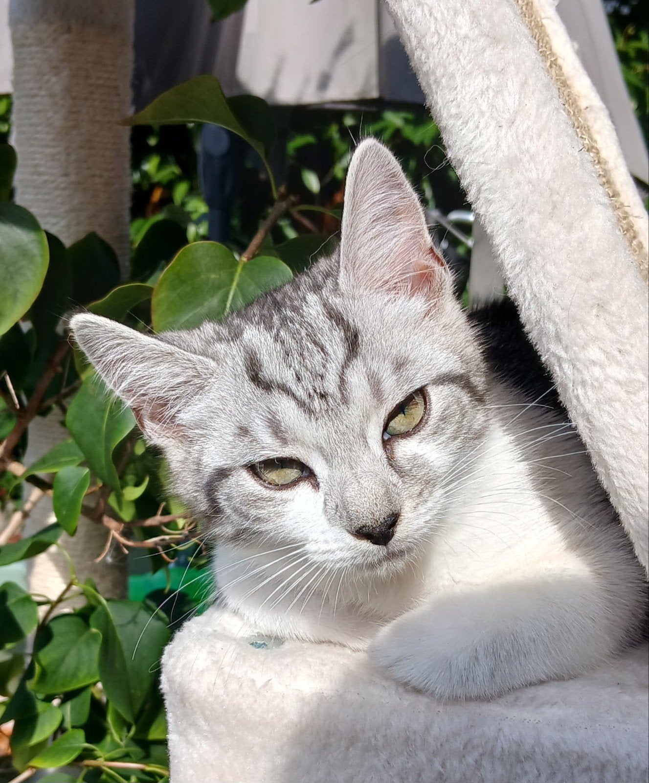 Maine coon mix X, Dieren en Toebehoren, Meerdere dieren