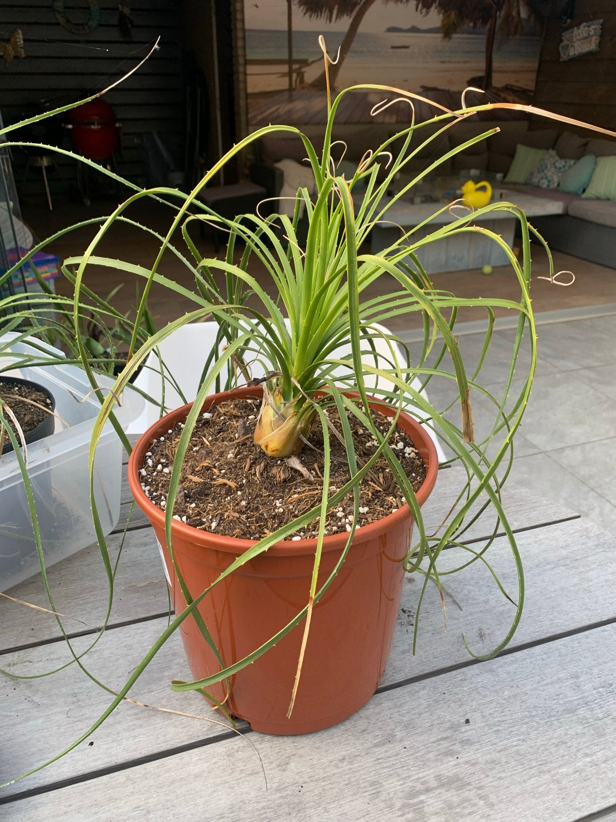 Dasylirion longissimum, Volle zon, Vaste plant, Bloeit niet, Ophalen