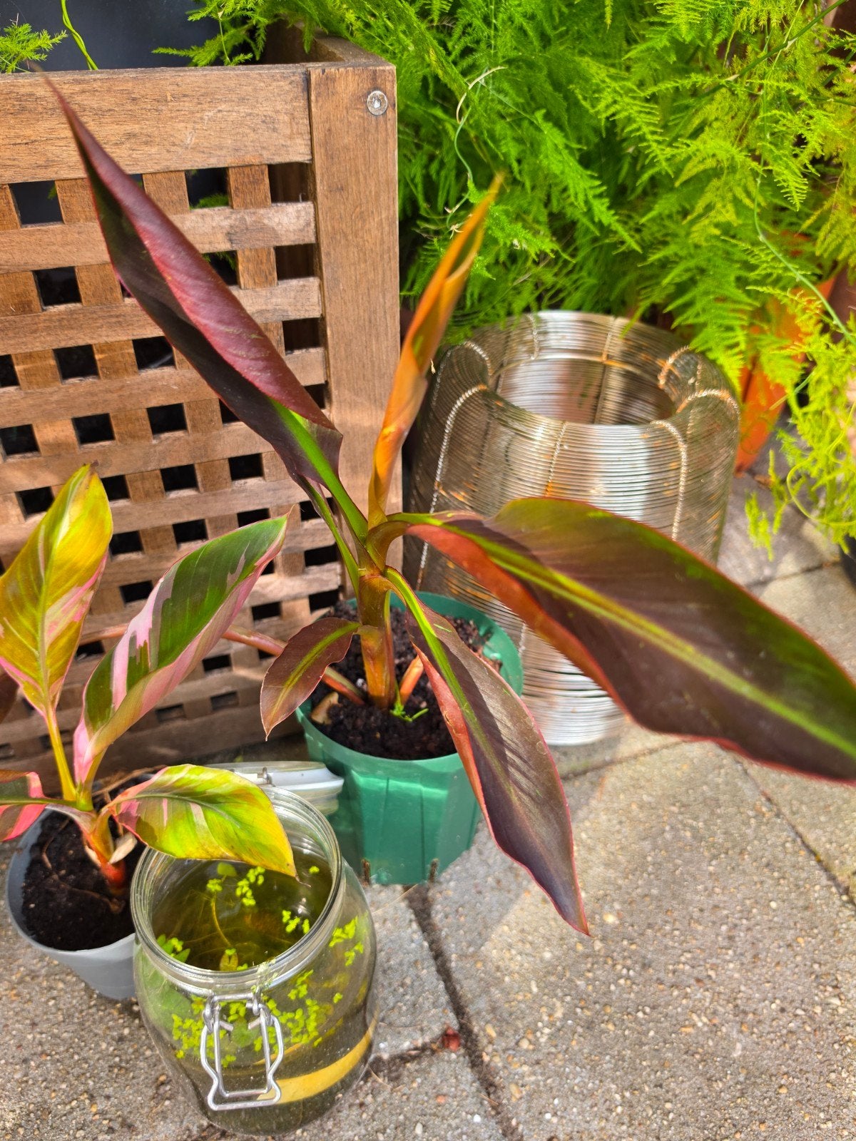 Musa super black, Ophalen of Verzenden, Halfschaduw, Minder dan 100 cm