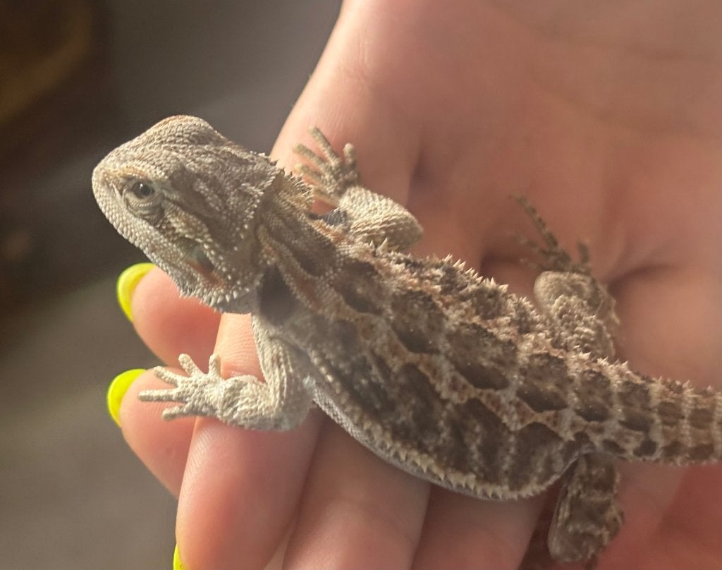 Baardagaam ( mannetje) Bearded Dragon - male for sale from Kevin