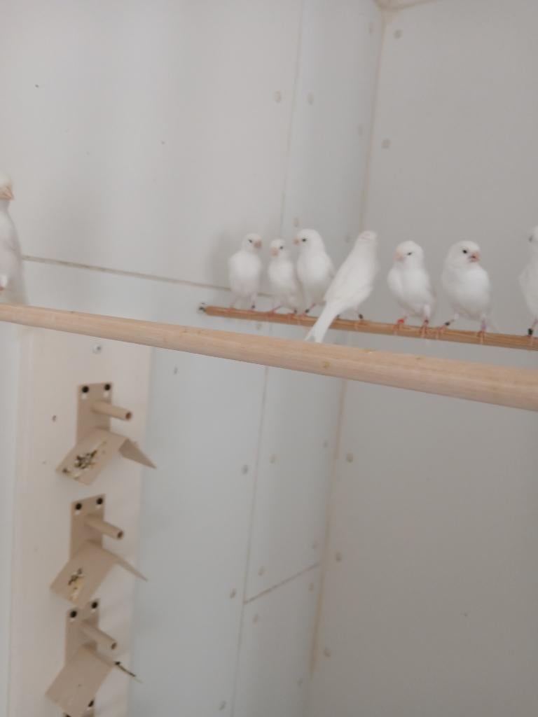 Kanarie recessief wit broedspannen en jongen, Dieren en Toebehoren, Vogels | Kanaries, Meerdere dieren, Kleurkanarie