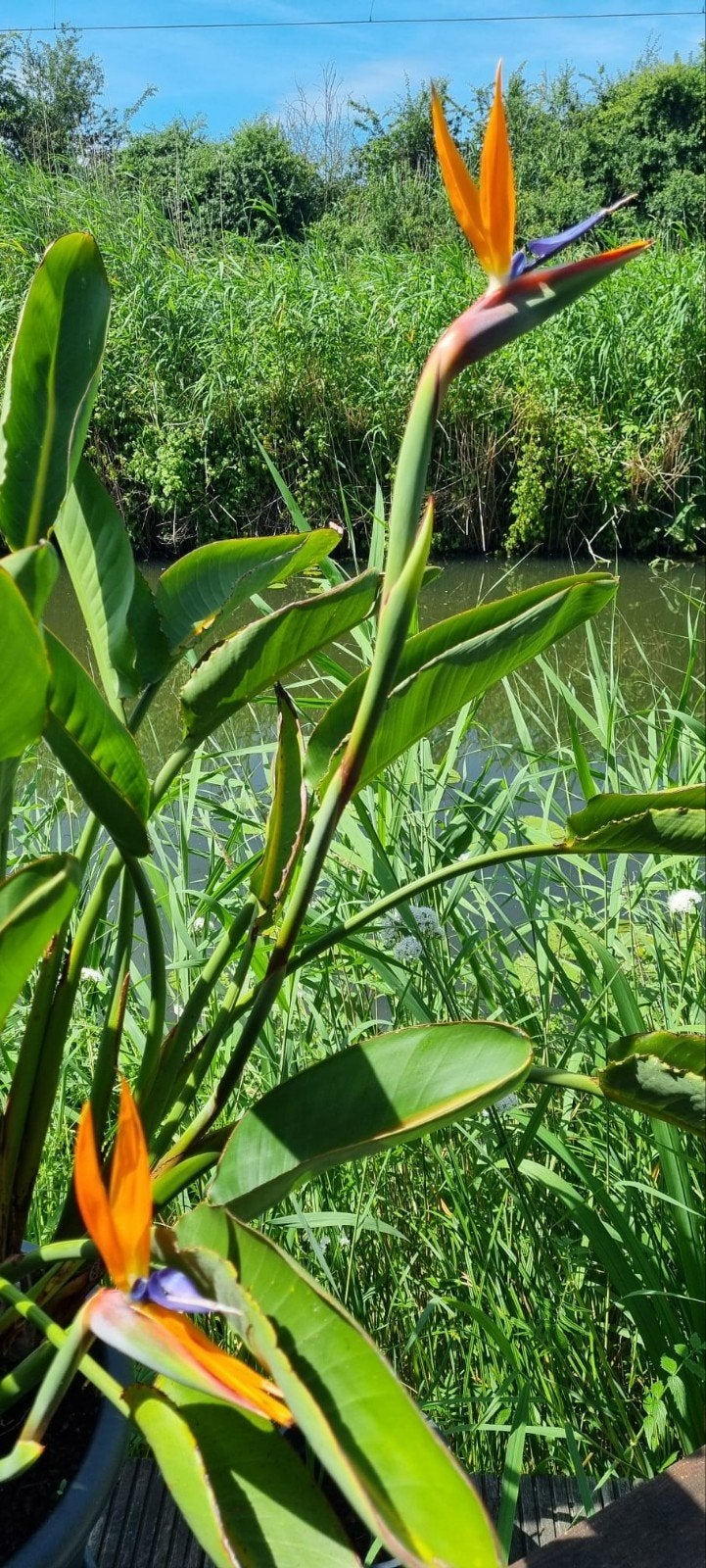Strelitzia Reginae - Paradijsvogelbloem, Tuin en Terras, Overige soorten, Volle zon, Vaste plant, Ophalen of Verzenden