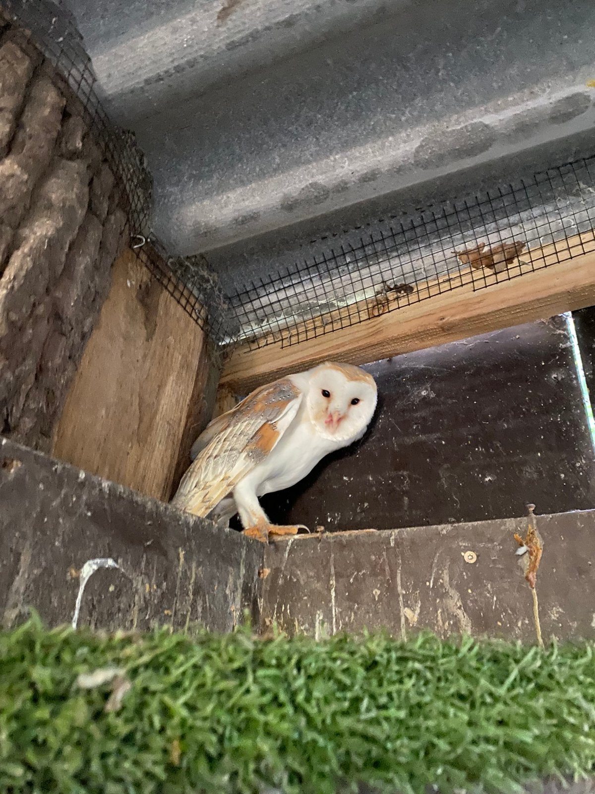 Kweekkoppel kerkuilen tekoop, Meerdere dieren, Roofvogel, Geringd