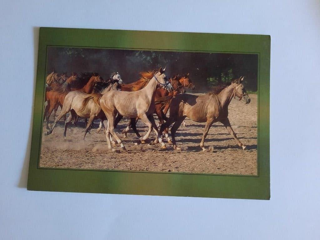 ansichtkaart paard veulen, Ophalen, 1980 tot heden, Ongelopen, Paard