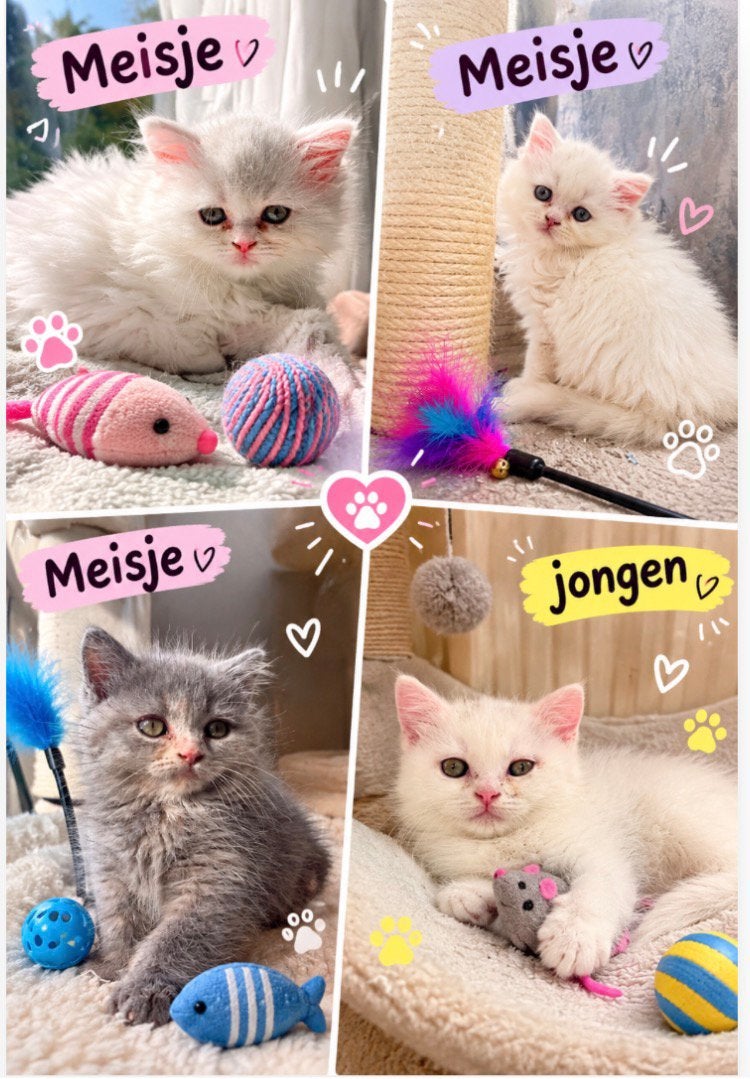 Brits korte en lange haar kittens 🐈, Meerdere dieren, 0 tot 2 jaar