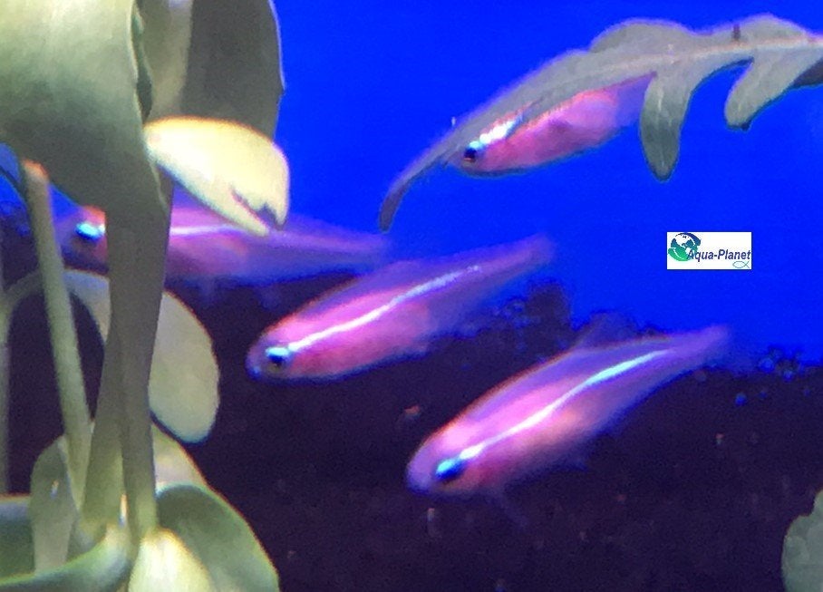 Neon Tetra "Blue Eyed Gold", Vis, Zoetwatervis, Schoolvis