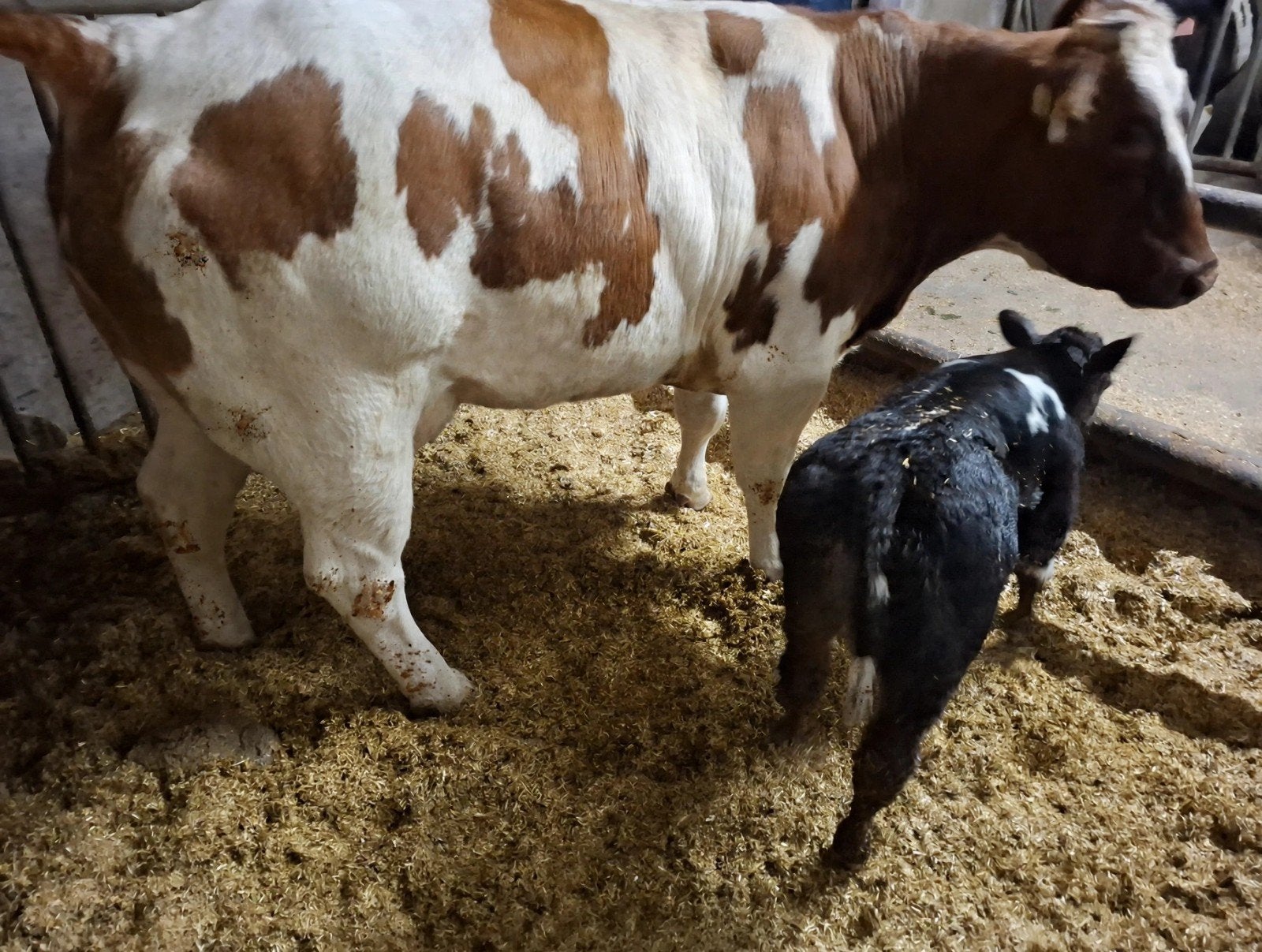 Te koop Dikbil zoogsel en koeien, Dieren en Toebehoren