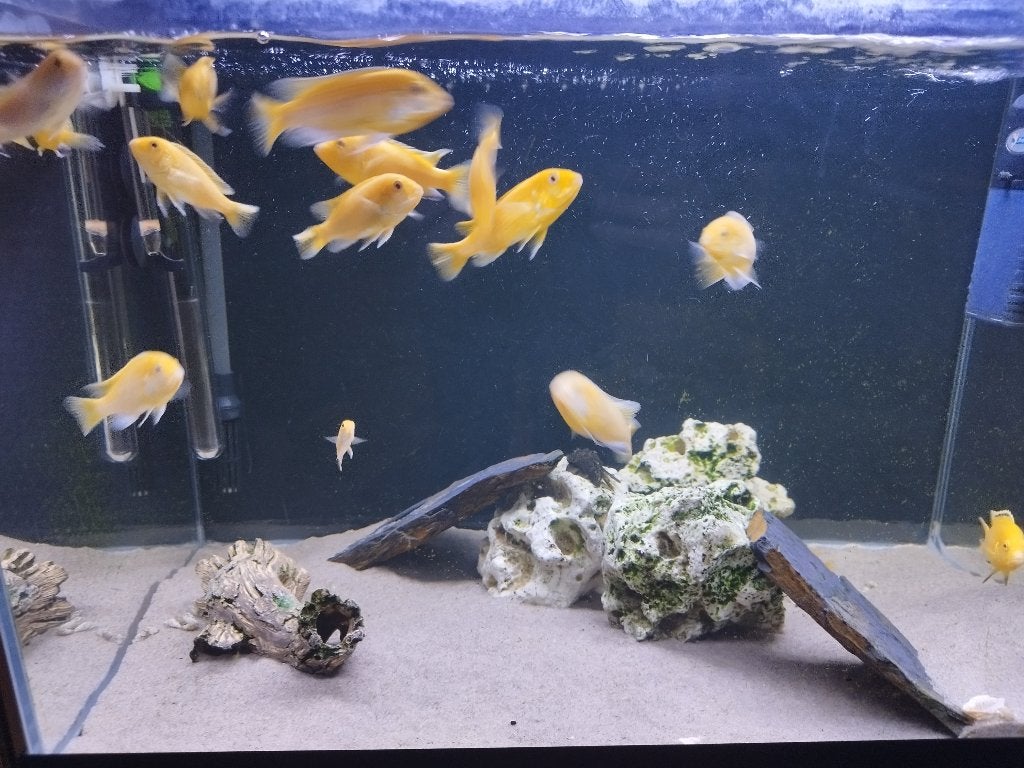 Gezonde Malawi Labidochromis caeruleus – Kweekmaat, Dieren en Toebehoren, Vis
