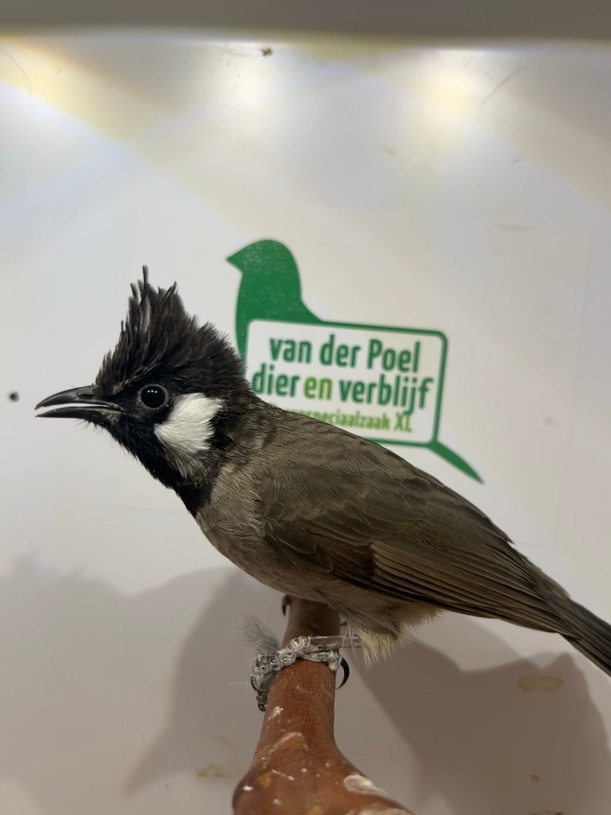 1-0 himalaya buulbuul, Dieren en Toebehoren, Mannelijk, Tropenvogel