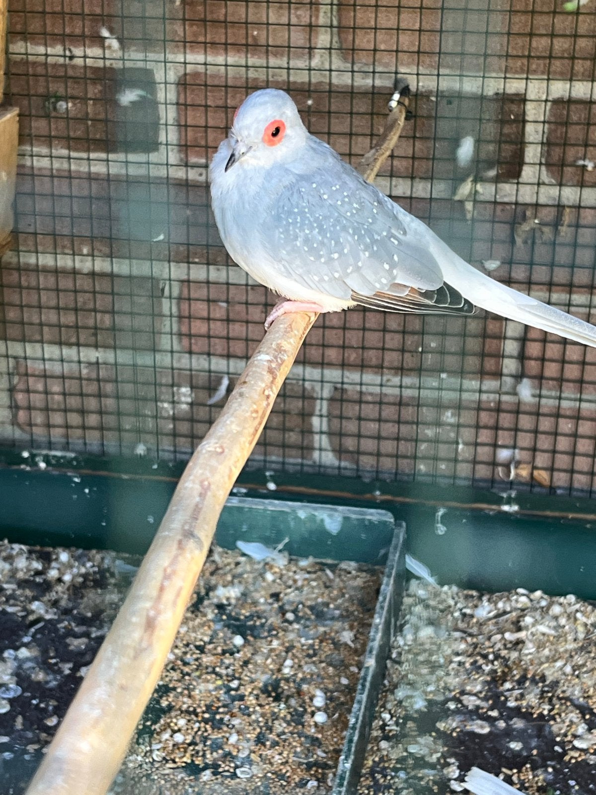 Diamand Duiven, Dieren en Toebehoren, Meerdere dieren