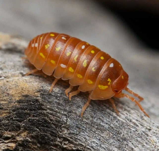armadillidium frontetriangulum orange, Ophalen of Verzenden, Nieuw