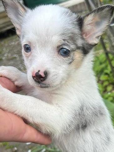 Pomchi pup 2 merle teefje 💕🐾  puppy pomeriaan x chihuahua, 8 tot 15 weken, Teef, Parvo, Eén hond
