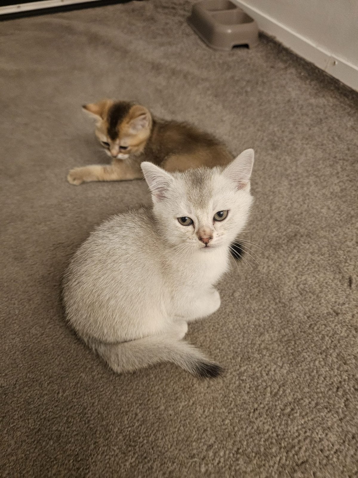 Schattig Brits Korthaar katertje 8,5 week oud, Kater, Ontwormd