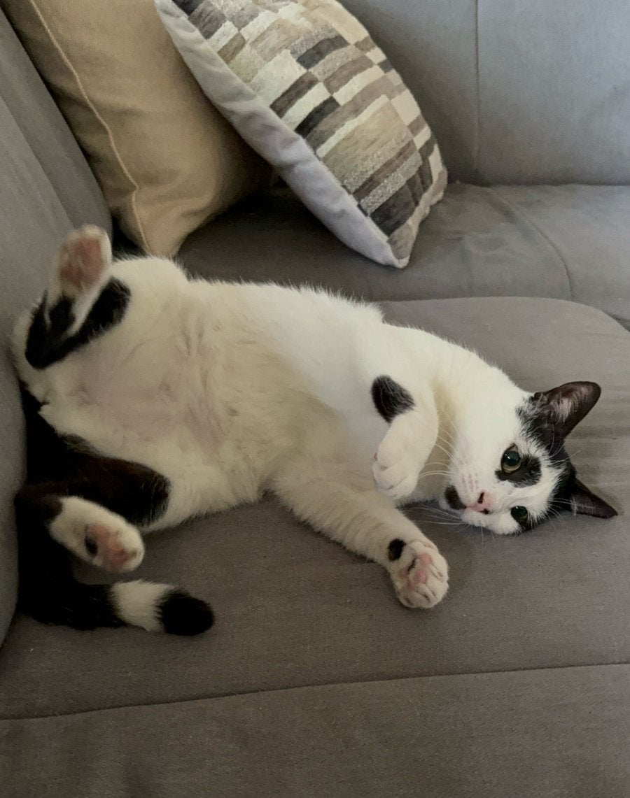 Sociale aanhankelijke 2 jarige poes. Gesteriliseerd en chipt, Dieren en Toebehoren, Katten en Kittens | Overige Katten, Poes, Kortharig