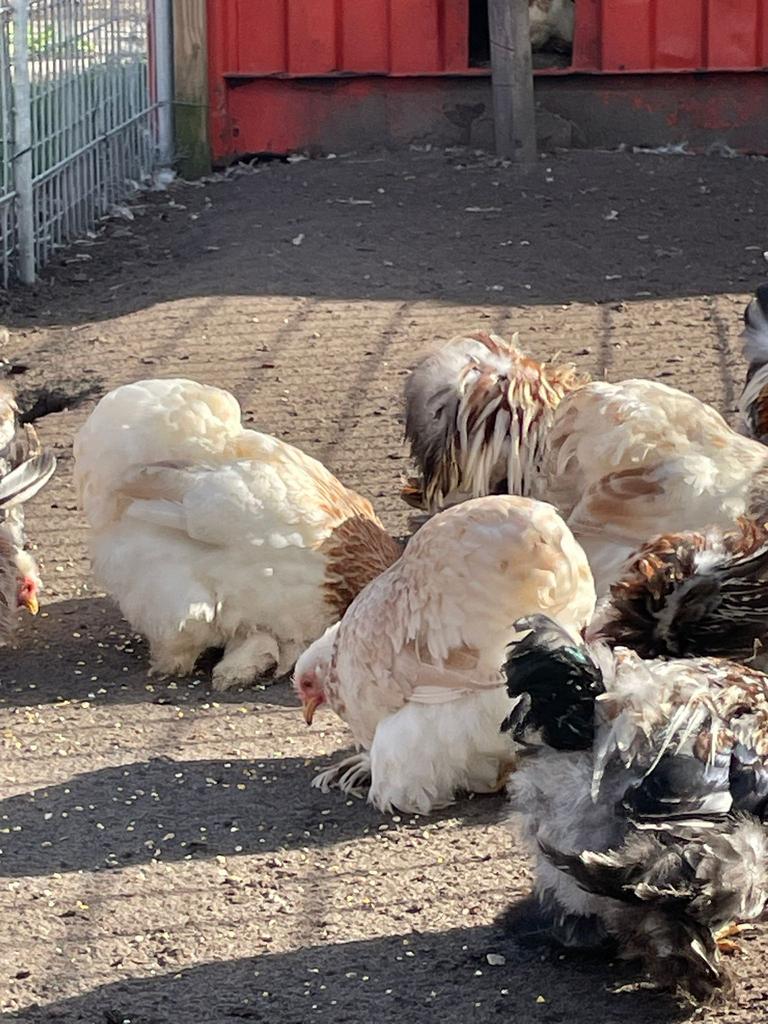 Cochin zilvertarwe kriel, broedeieren!, Geslacht onbekend, Kip