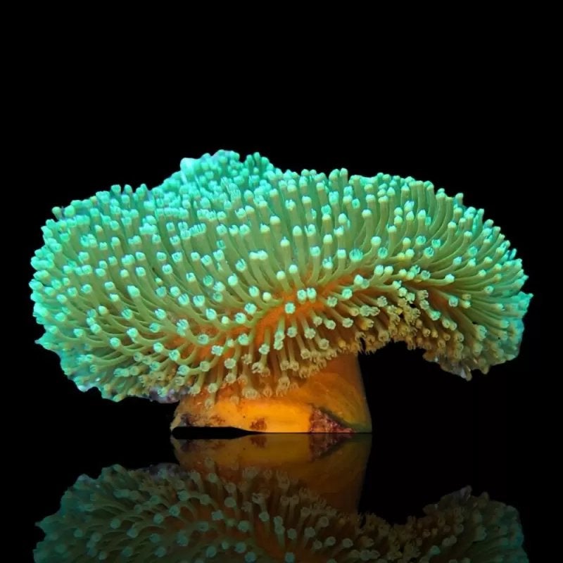Wheeping willow leder koraal, Dieren en Toebehoren, Vissen | Aquariumvissen, Vis, Zoutwatervis, Schoolvis