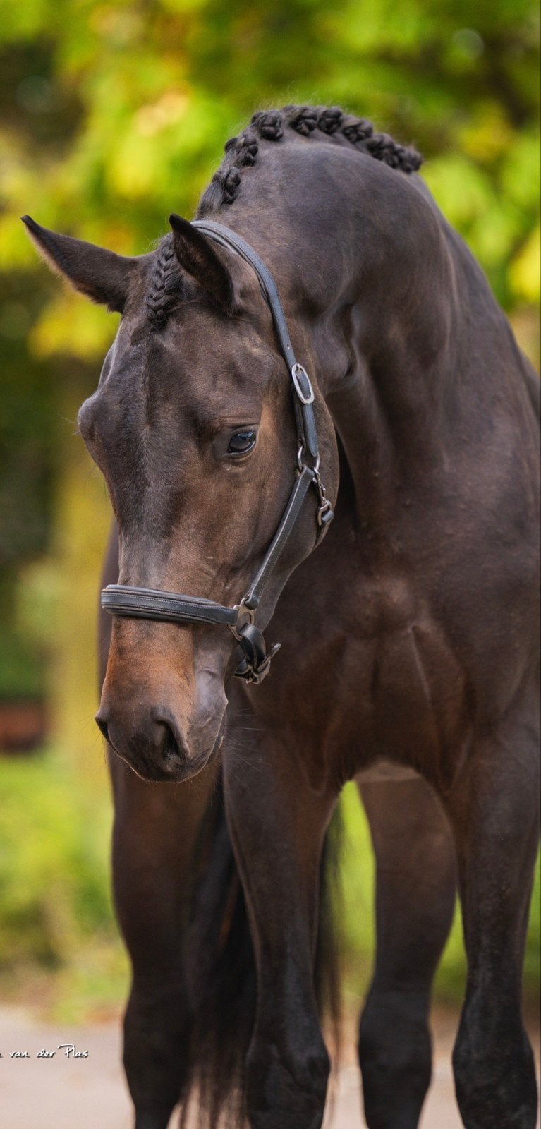 #Apart bewegende 2.5 jarige hengst #, Dieren en Toebehoren, Hengst, Onbeleerd, 160 tot 165 cm, 0 tot 2 jaar