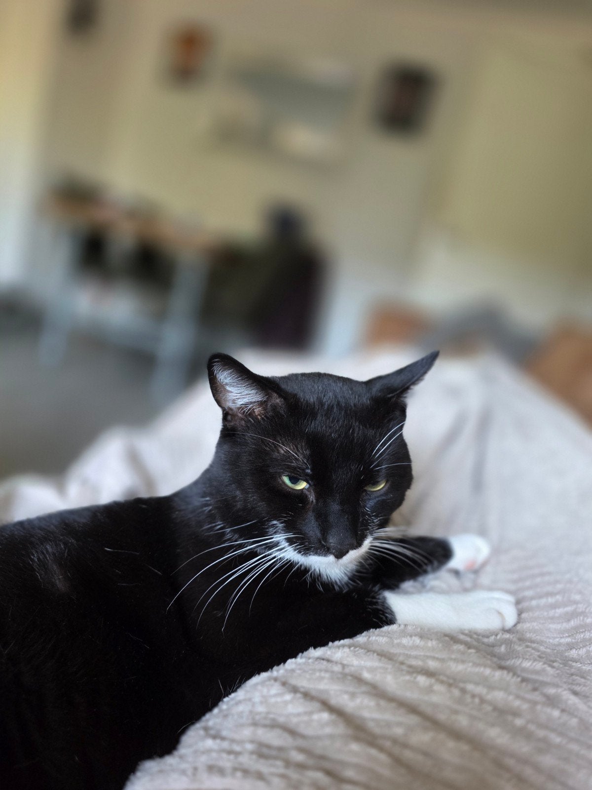 kater 1 jaar(gecastreerd en gechipt), 0 tot 2 jaar