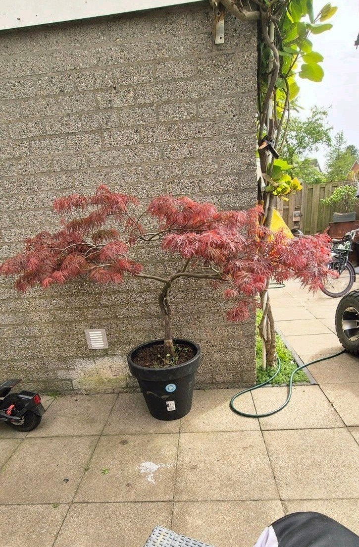 Japanse Esdoorn in pot - Prachtige herfstkleuren, Ophalen
