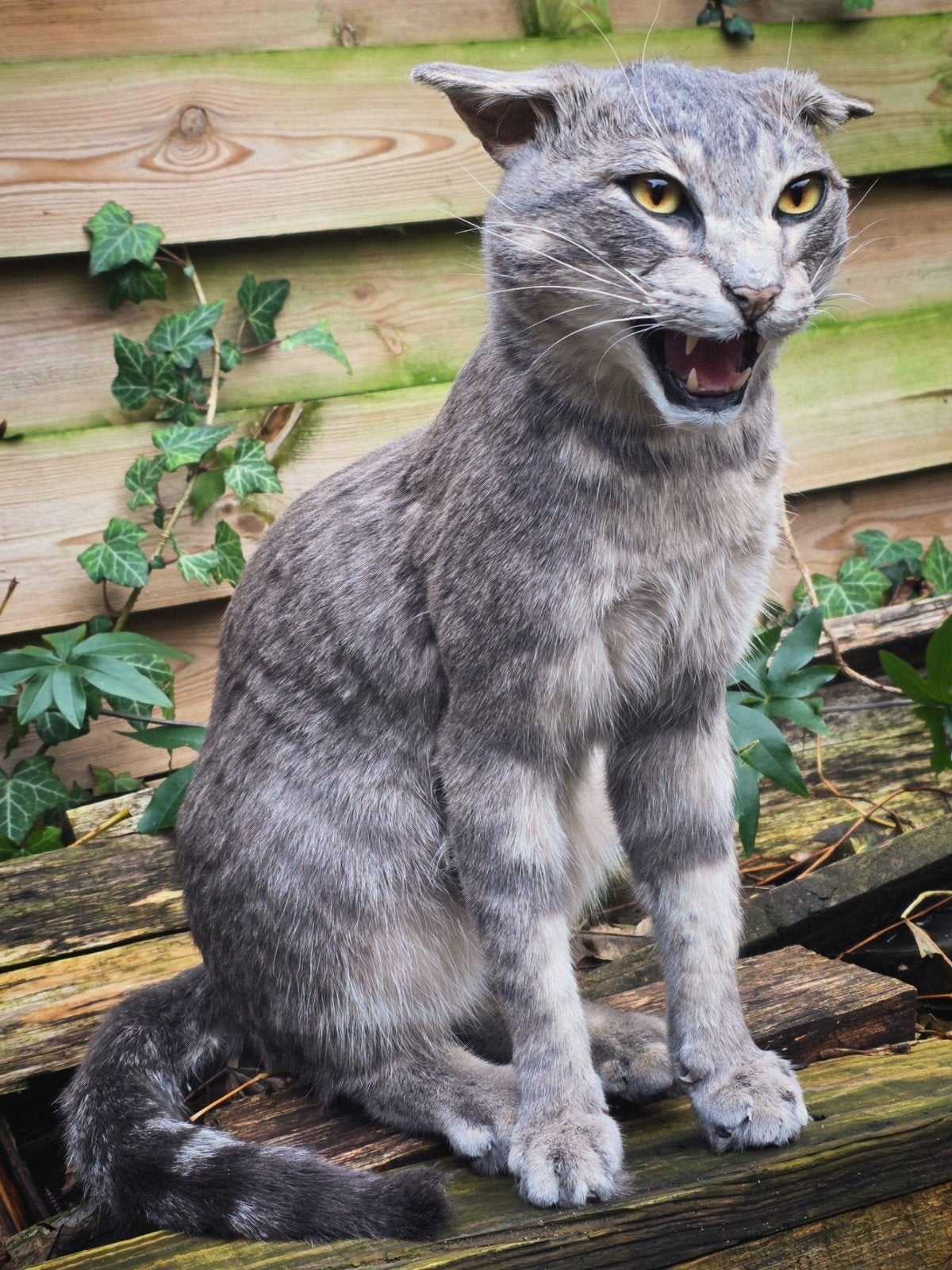 Grote taxidermie kat, Ophalen of Verzenden, Zo goed als nieuw, Vogel, Opgezet dier