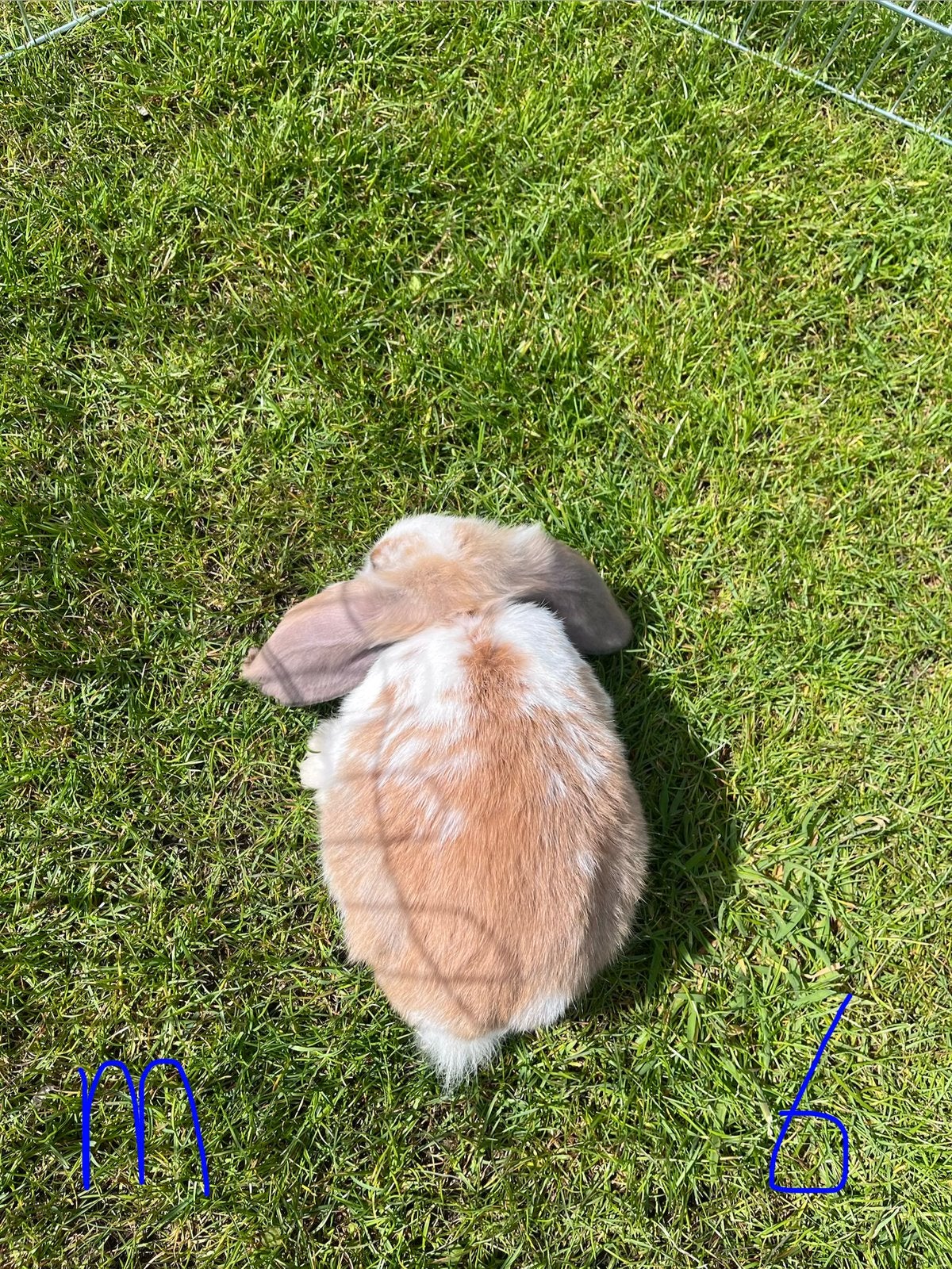 Jonge konijnen te koop, Dieren en Toebehoren, Konijnen, Meerdere dieren, Groot, Hangoor