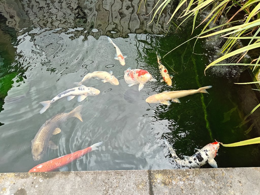 Prachtige Koi karpers (uitsluitend voor serieuze liefhebber), Karper of Koi