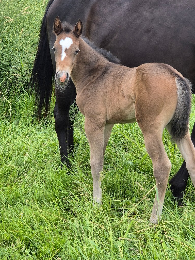 Hengstenveulen met apha papieren, Dieren en Toebehoren, Gechipt, Minder dan 160 cm, Niet van toepassing, 0 tot 2 jaar