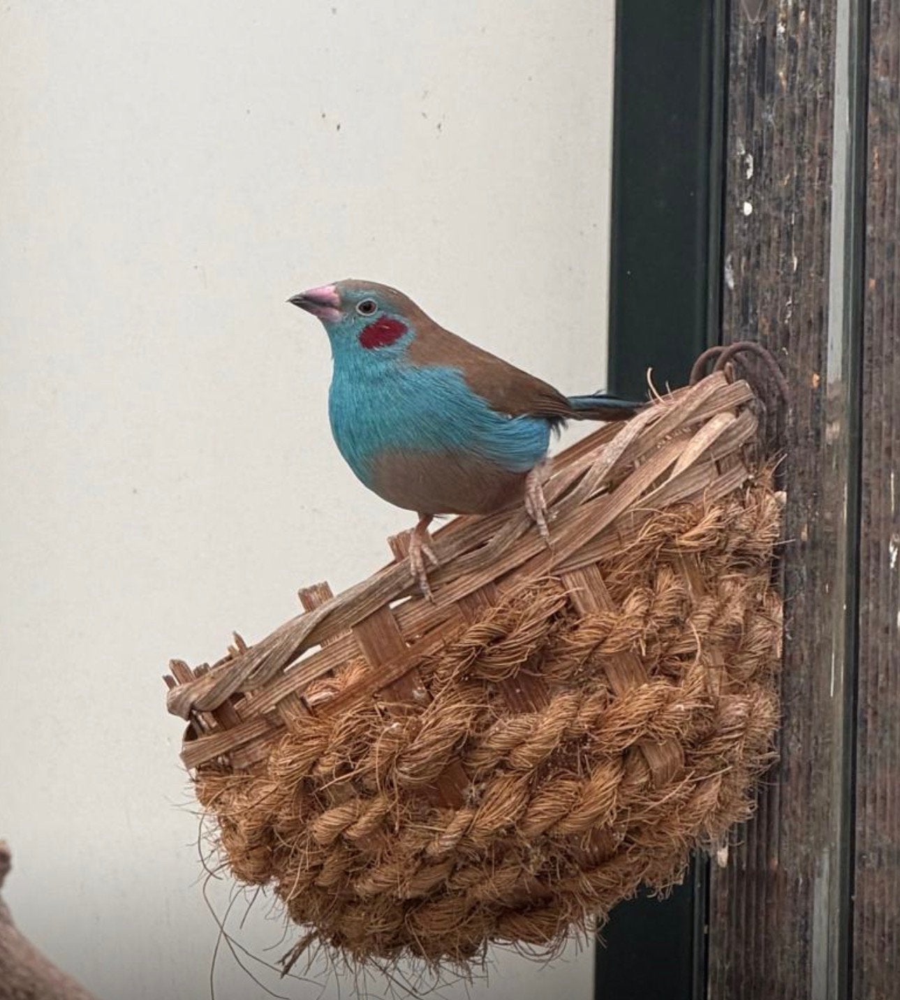 Blauwfazant, Dieren en Toebehoren, Tropenvogel