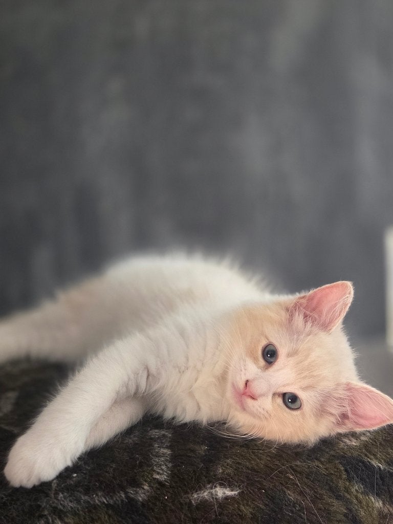 Ragdoll kittens, Dieren en Toebehoren, Katten en Kittens | Raskatten | Langhaar, Meerdere dieren, Met stamboom, 0 tot 2 jaar