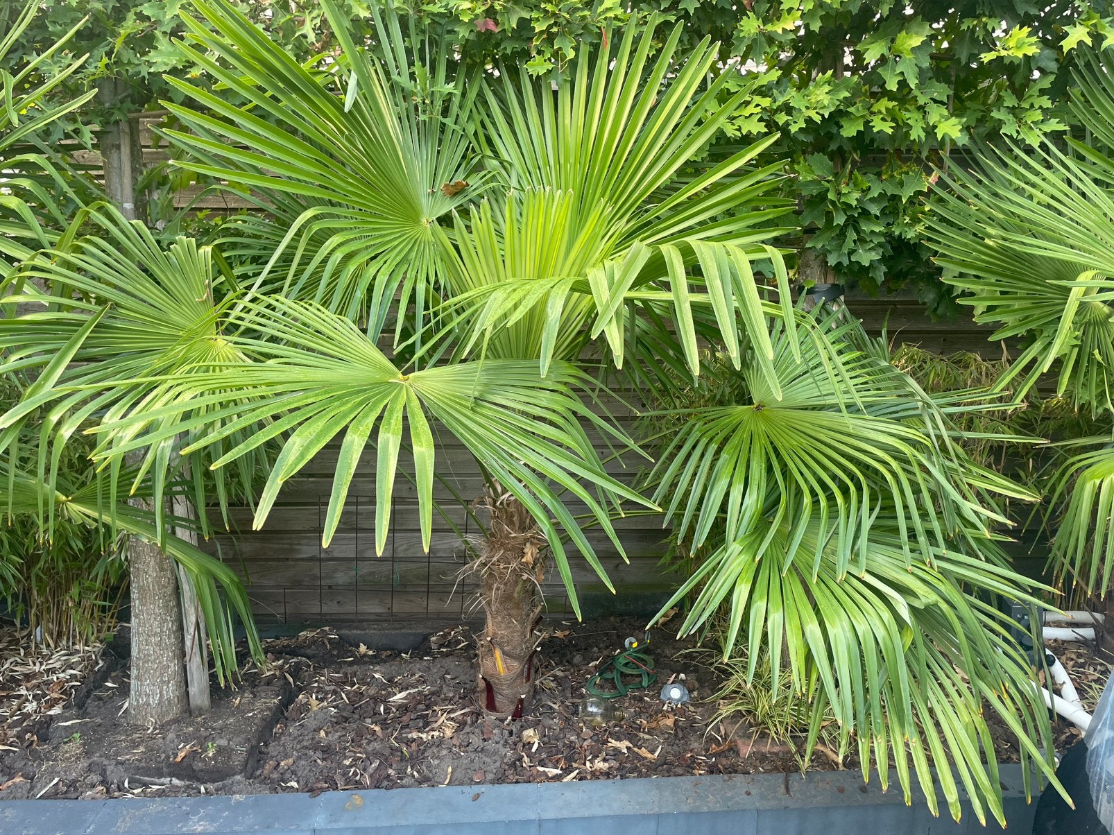 Prachtige Trachycarpus Fortunei palmbomen, Ophalen, Overige soorten, Volle zon