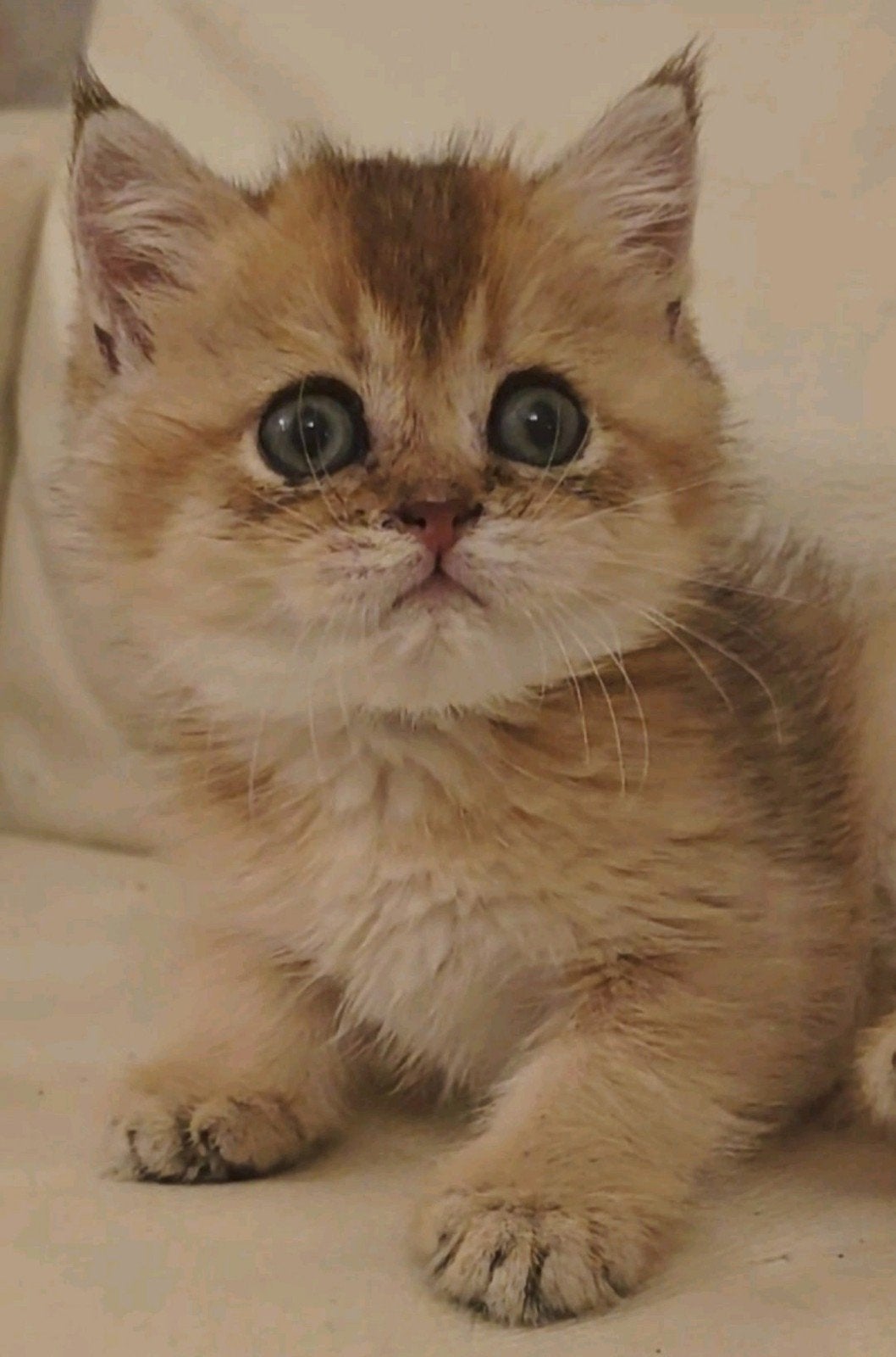 Britse korthaar katter 2maanden oud, Kater, Ontwormd, 0 tot 2 jaar