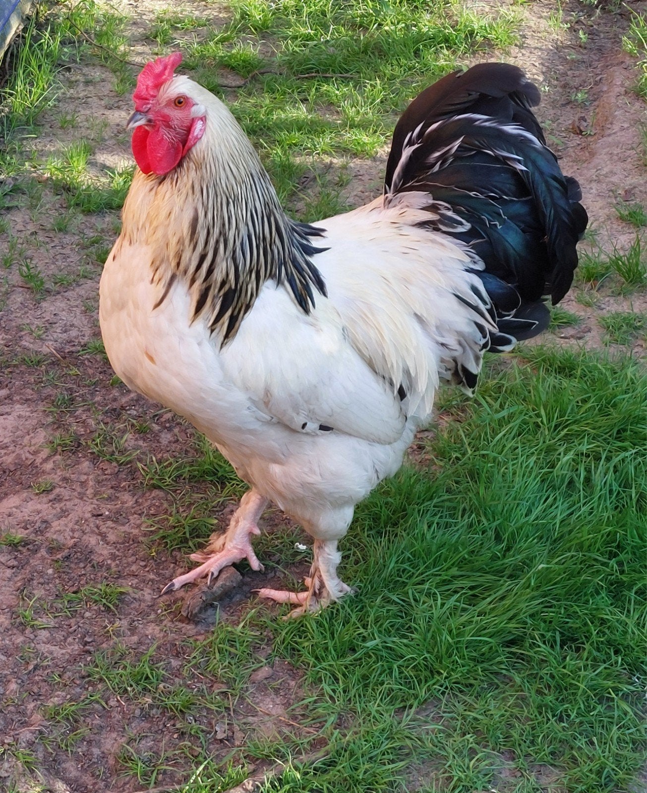 Brahma haan columbia van 2025, Dieren en Toebehoren, Pluimvee, Mannelijk, Kip