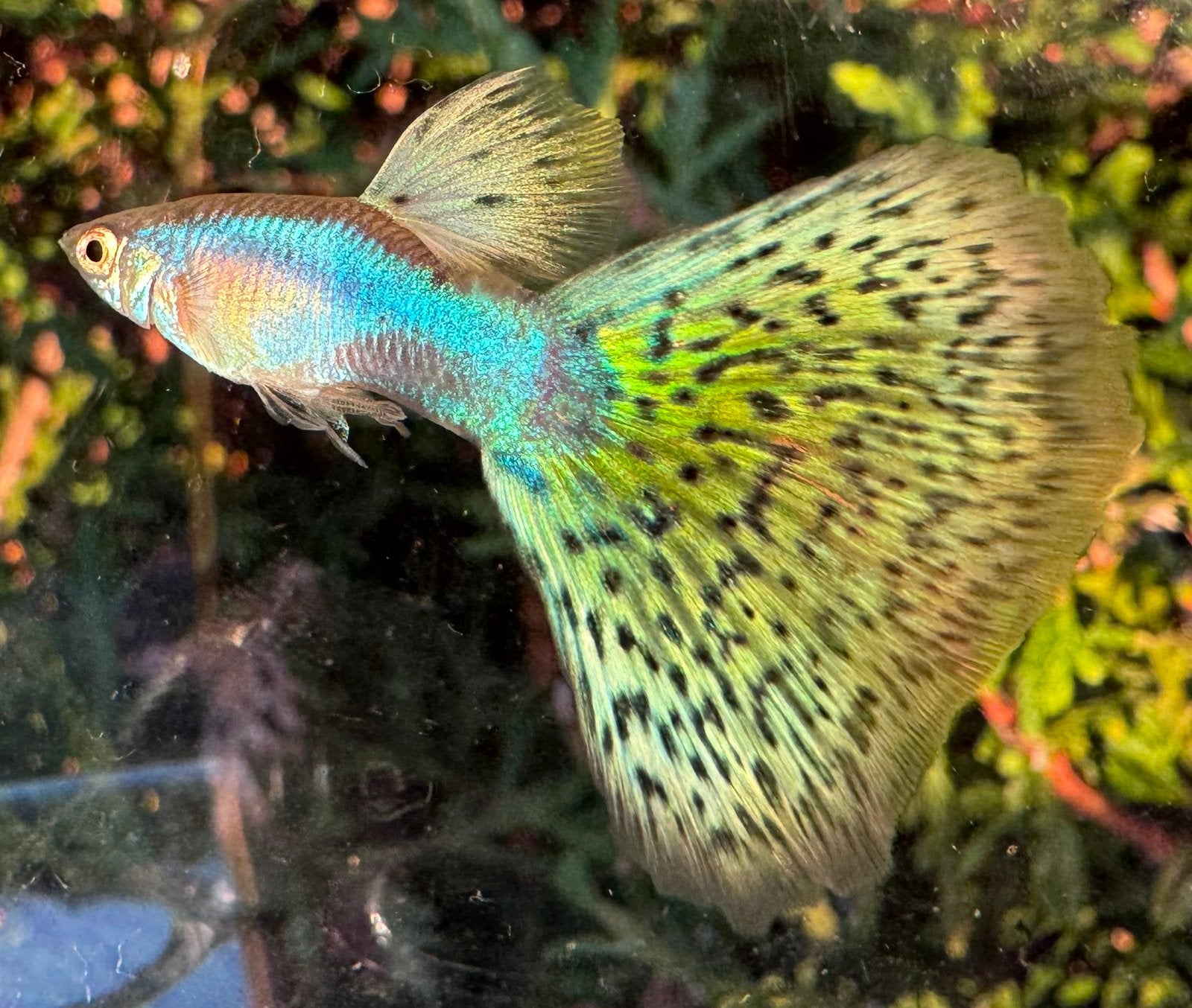 ***Blue Singa Grass guppen***, Vis, Zoetwatervis, Schoolvis