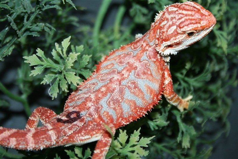 Baardagamen Bearded Dragons Red Bleu-tiger Hypo Trans Bearded Dragon photo 23