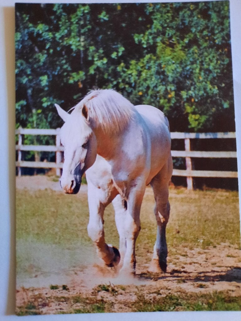 ansichtkaart kaart paard veulen Percheron, Ophalen, 1980 tot heden, Ongelopen, Paard