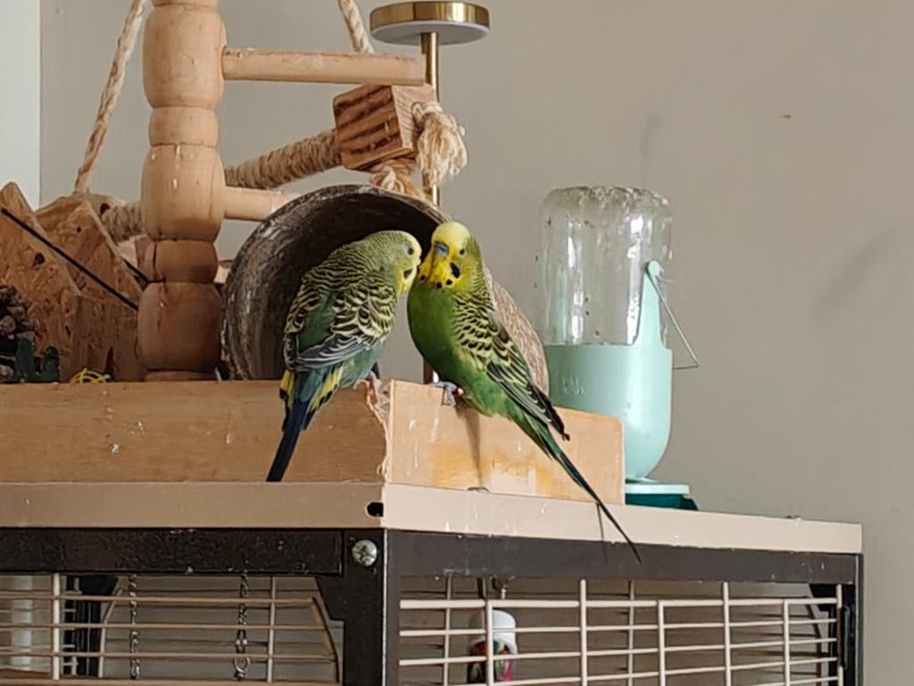 Koppel grasparkieten (3 jongen grootgebracht), Dieren en Toebehoren, Vogels | Parkieten en Papegaaien, Meerdere dieren, Parkiet
