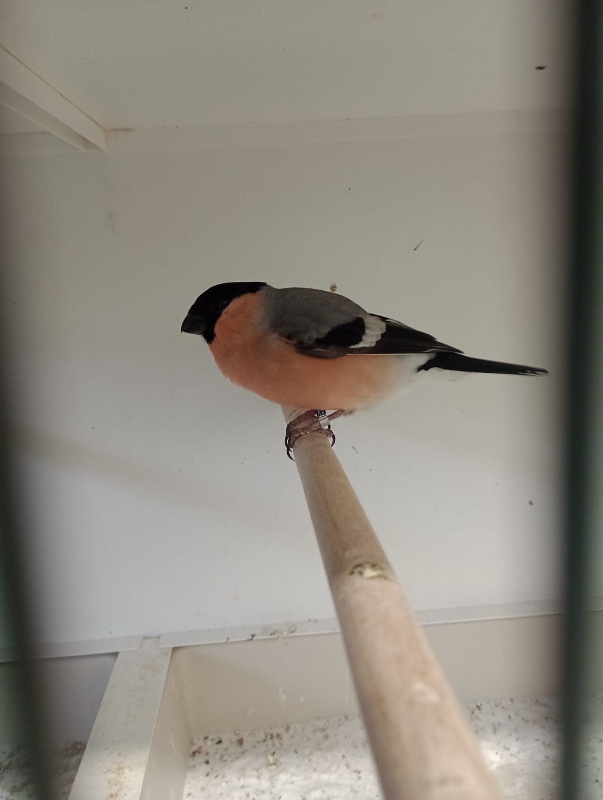 Noorse Goudvink man te koop, Mannelijk, Wildzangvogel, Geringd