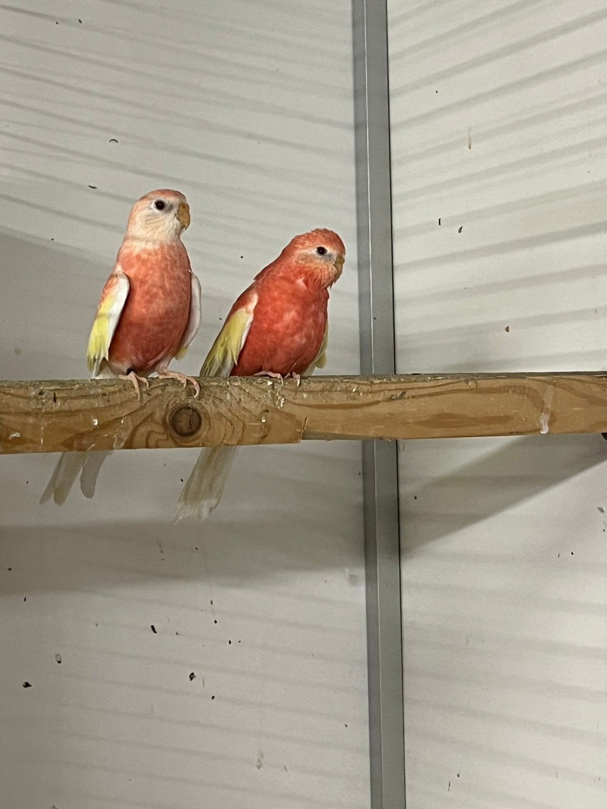Bourke parkieten rubino, Meerdere dieren, Parkiet