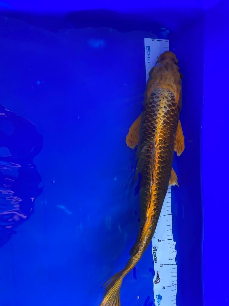 Koi 50cm, Karper of Koi