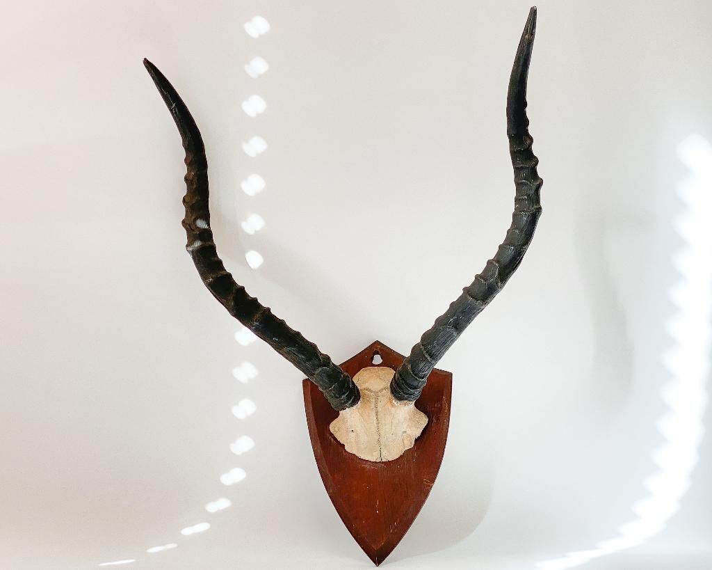 Horn and Skull Cap on a Shield: Taxidermist J.R Ivy-Pretoria, Ophalen, Gebruikt, Wild dier, Gewei of Kop